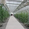 Large Intelligent Glass Covered Greenhouse with Internal Shading System for Vegetable Planting