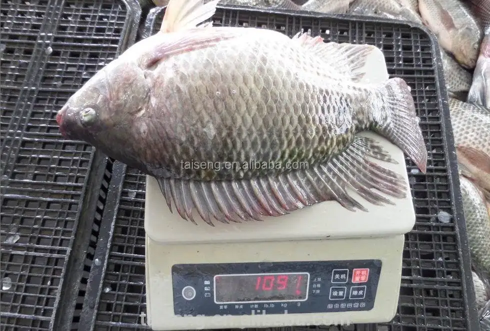 Whole Tilapia Fish Cleaned Tilapia For Sale - Buy Whole Tilapia Fish ...