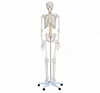 HOT SALE advanced Human body skeleton model educational skeleton