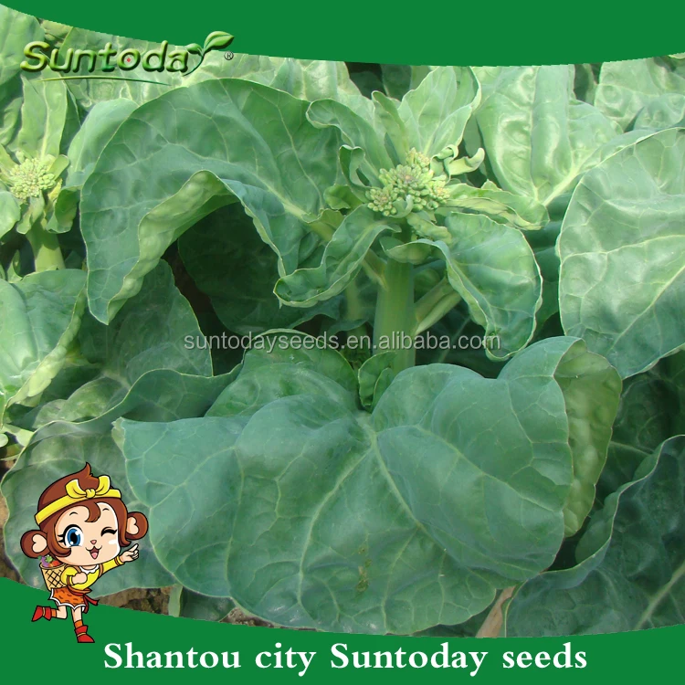 grossiste planter brocoli-acheter les meilleurs planter brocoli lots