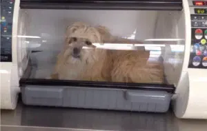 dog incubator