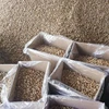 Chinese Walnut Kernel Raw Walnut Kernel Broken Walnut Kernel