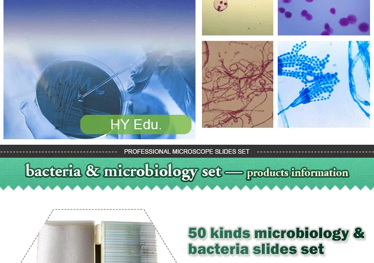 002 Microorganism cells prepared microscope slides.jpg