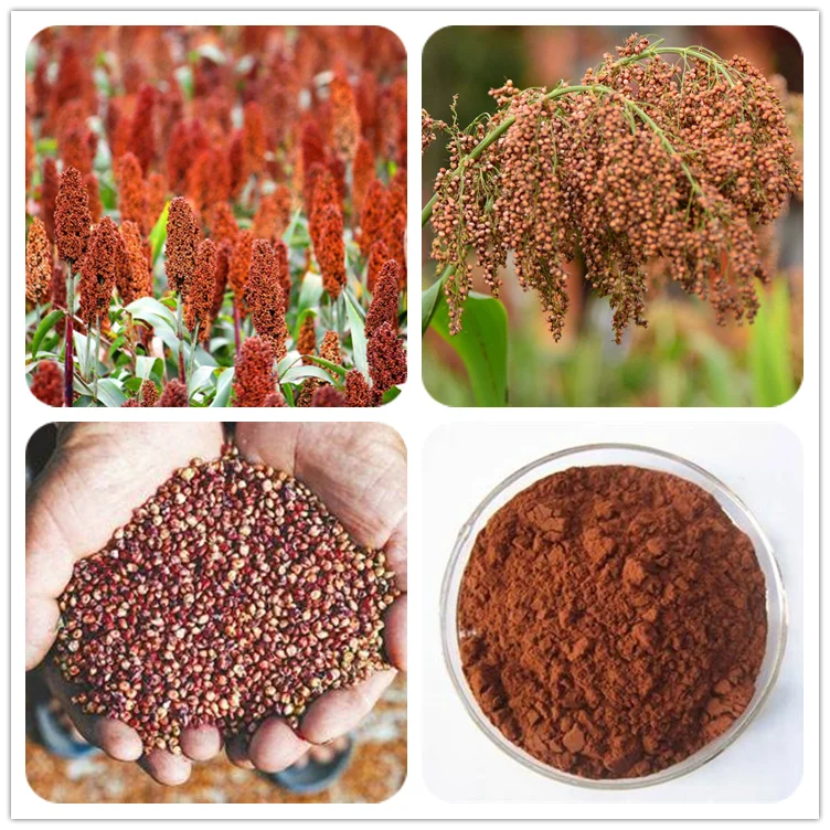 Sorghum red extract (2).png