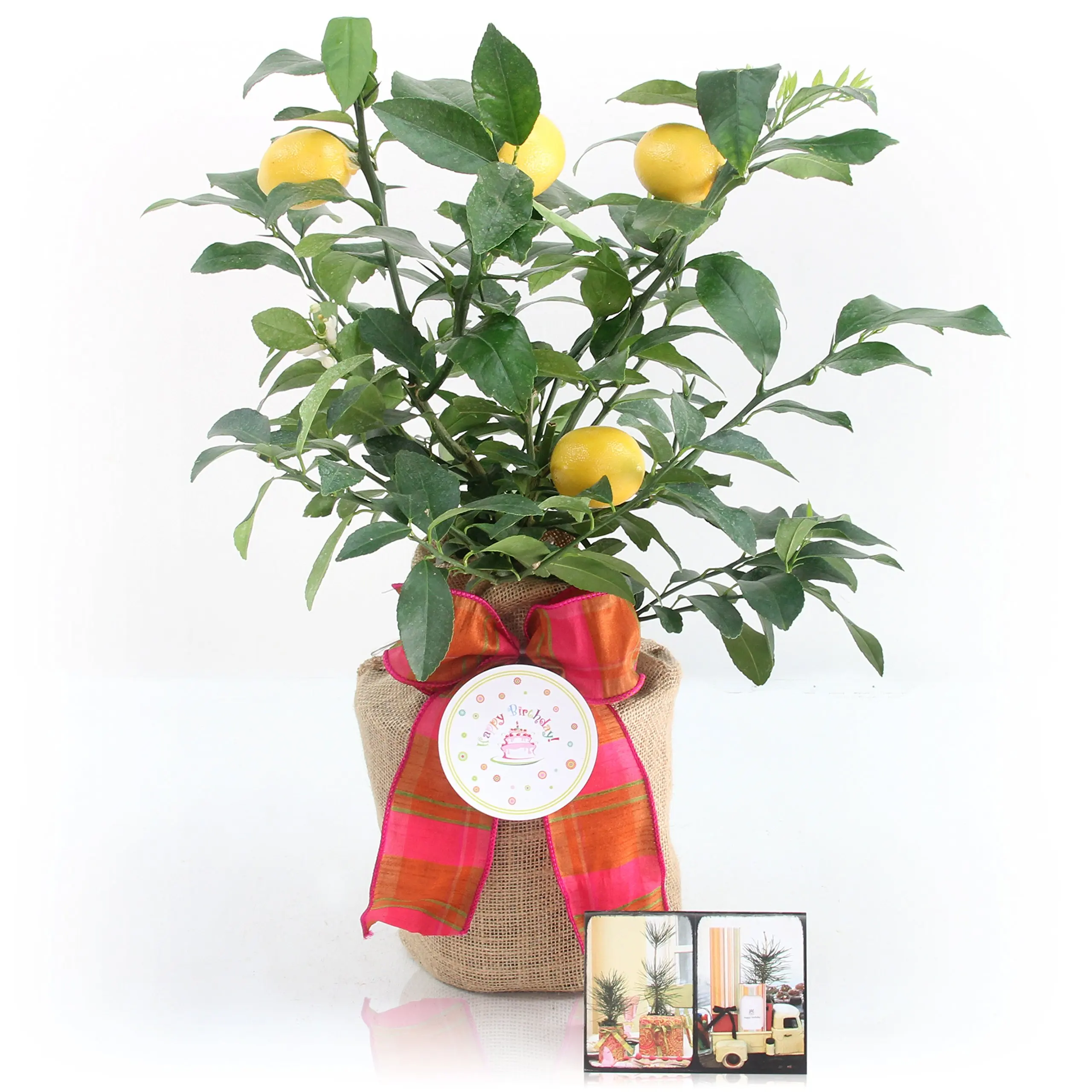 Cheap Lemon Tree Care Find Lemon Tree Care Deals On Line At