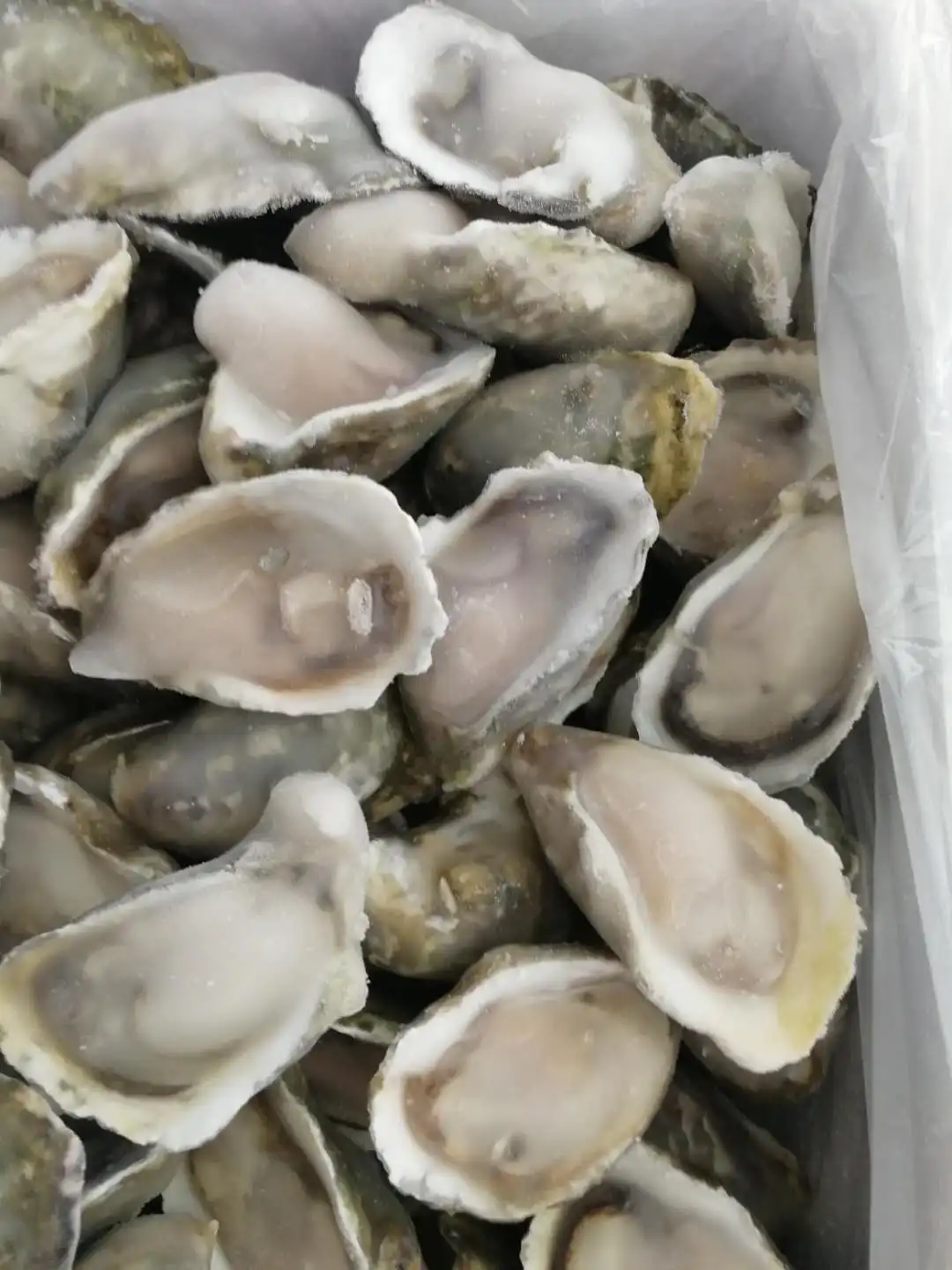 Hot Sale Frozen Half Shell Pacific Oyster Buy Oyster,Half Shell