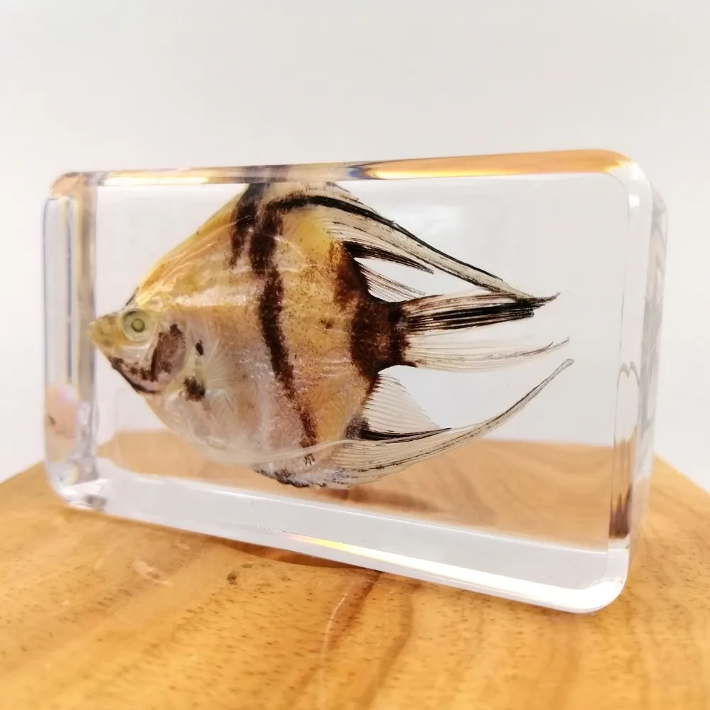 Real Angel Fish Preserved Biological Specimens Embedded In Arcylic ...