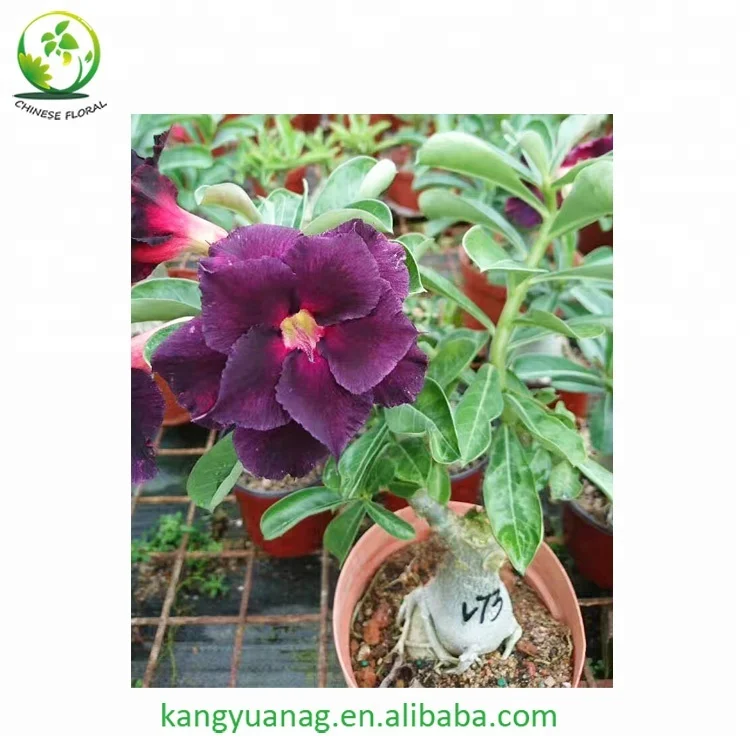 
Taiwan grafted colorful Adenium Obesum Desert Rose plants 
