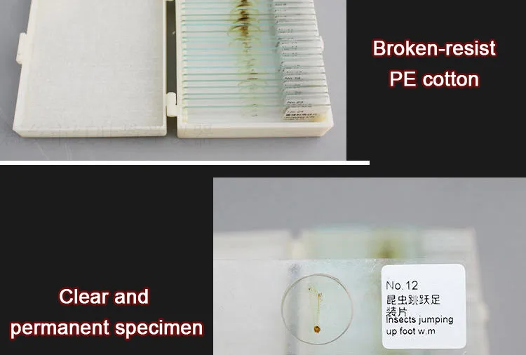 009 Entomology series microscope slides.jpg