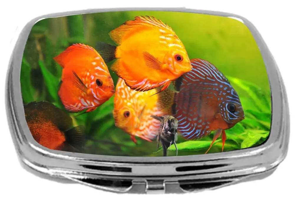 cheap discus fish tank