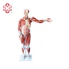 80cm Human Anatomy Muscle Model With 27 Parts