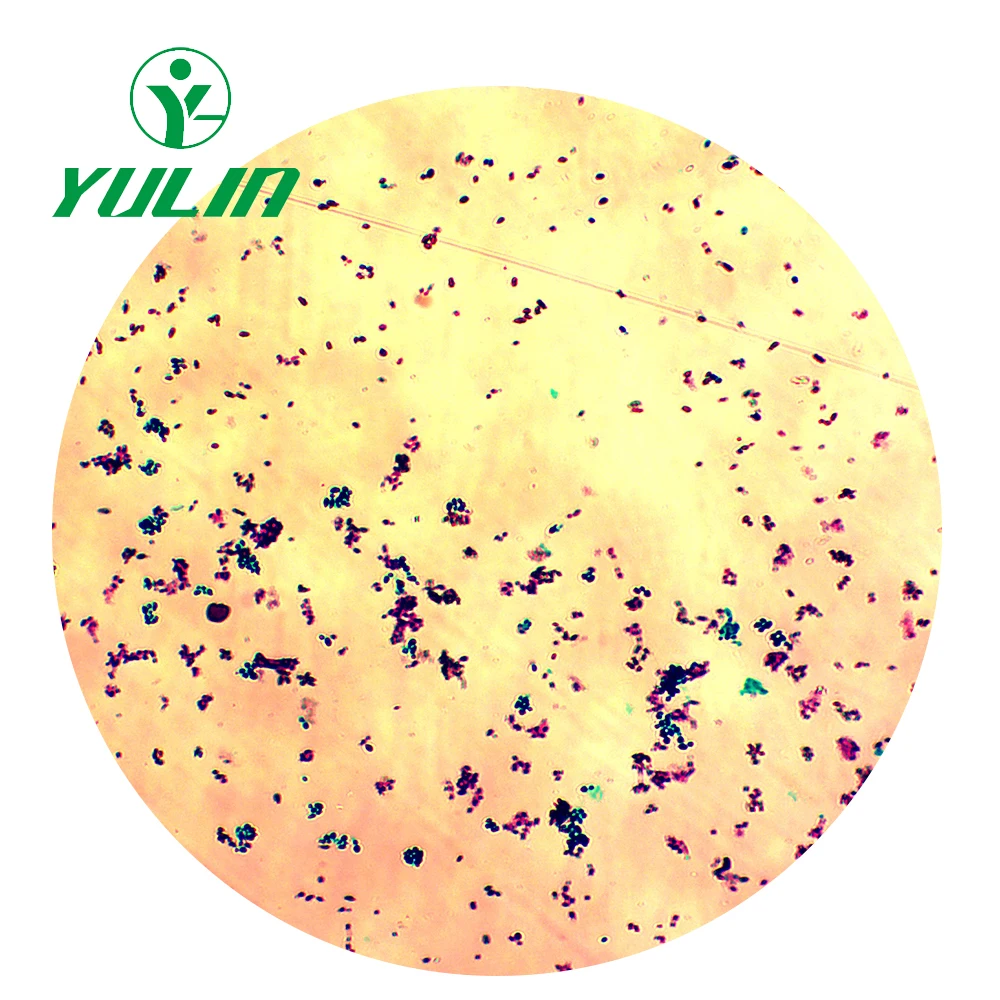 Teaching Fungi Microbiology Prepared Microscope Slides 100/50/26/25/15