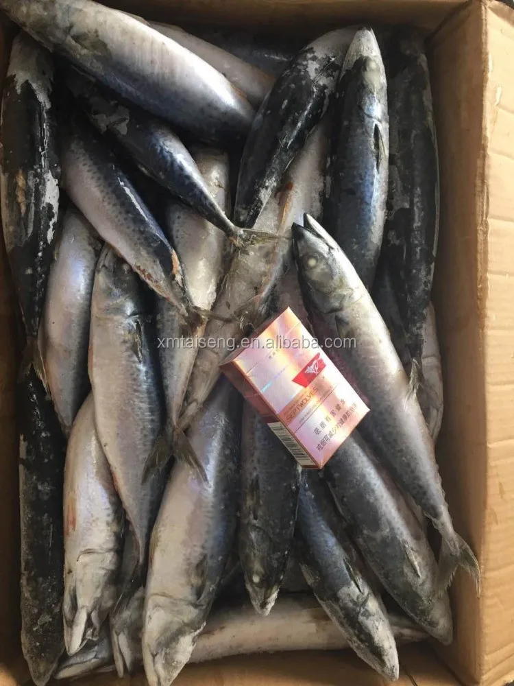 Marine Frozen fresh pacific mackerel whole round frozen mackerel