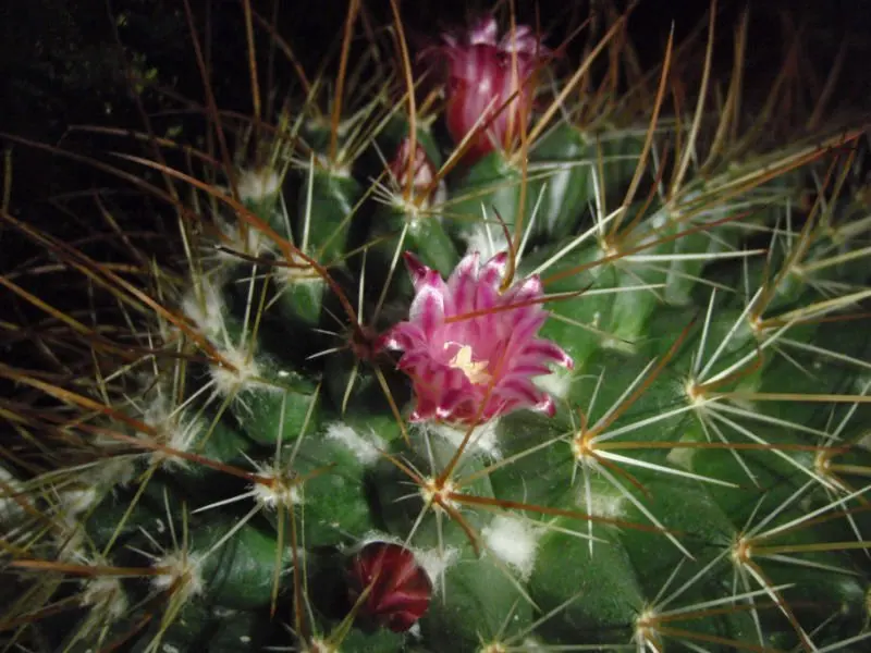Photos nude Cactus Flower Nude Beauty