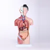 High Quality Medical Science Nursing School Chinon Unisex Teaching Puncture Male Torso Model Central Venous Cannulation