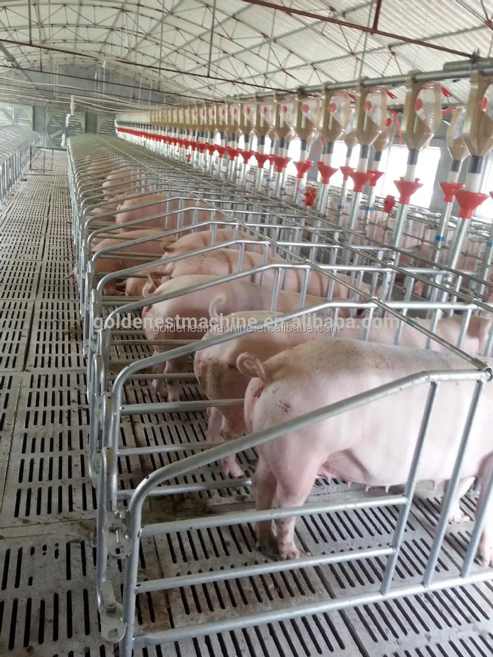 Piggery Gestation Pens/farrowing Crates/nursery Pensautomatic Pig