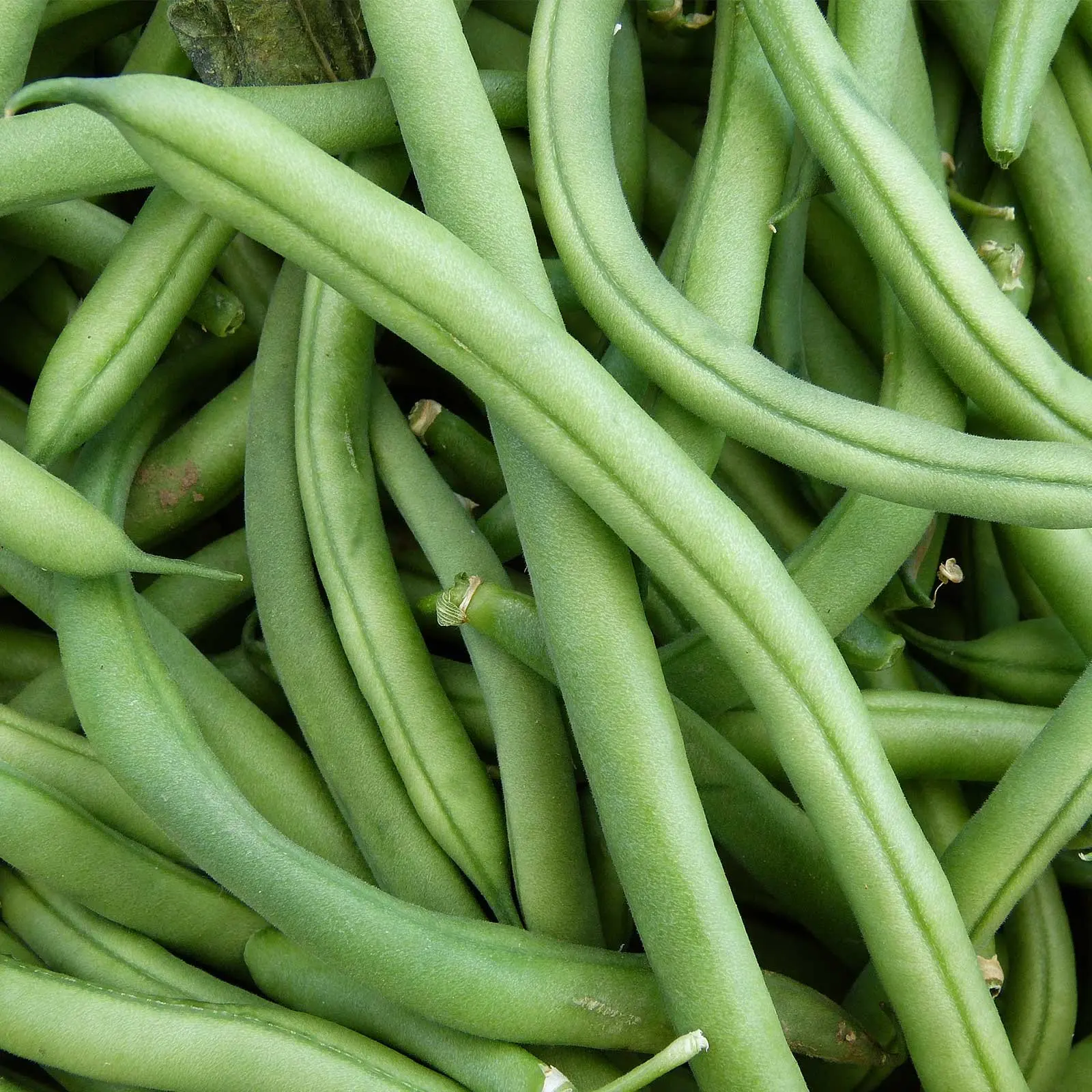 summer pole beans