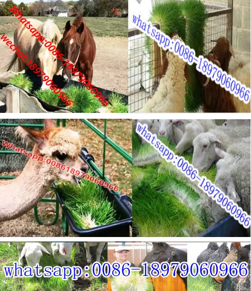 hydroponic grass 