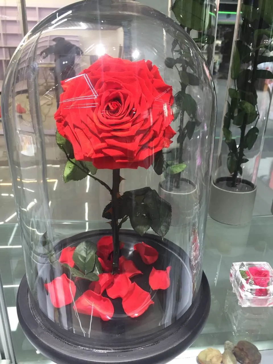 Rose In Gl Dome Preserved Roses From Yunnan Rose In Gl Dome Preserved Roses From Yunnan