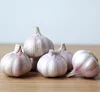 MARKET PRICE FOR GARLIC