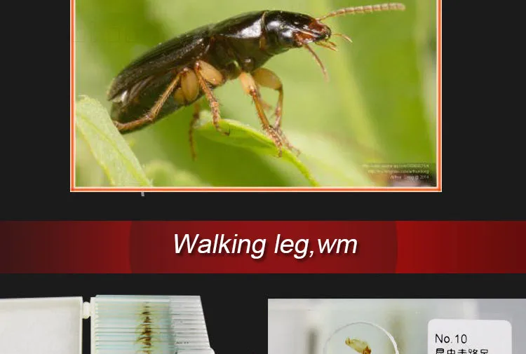 002 Entomology series microscope slides.jpg