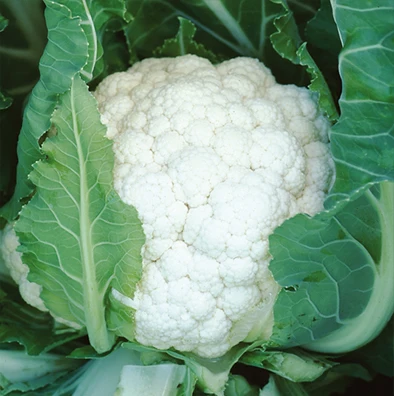 F1 Hybrid Green Comet Broccoli Seeds For Sale - Buy Green ...