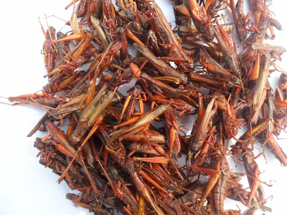 Dried Grasshopper - Buy Dried Grasshopper,Crushed Grasshopper,Natural ...