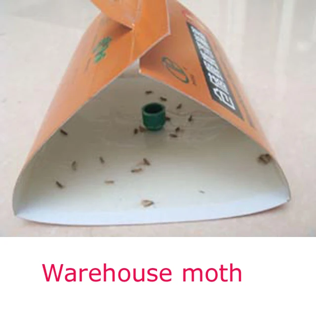 Warehouse moth.jpg