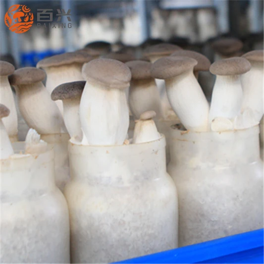 
Export Grade Fresh King Oyster Mushroom 