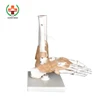 SY-N009 Skeleton Model School Foot Model