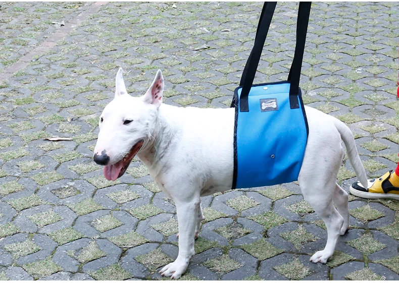 Köpek Destek Koşum Için Kolu Ile Büyük Veya Yaralanmaları Zayıf Arka