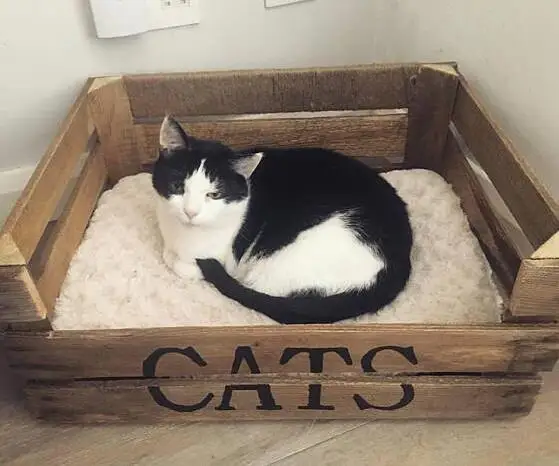 fancy cat beds
