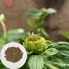 Chinese Cumin Seeds Nice Spice High Purity Wholesale Natural Organic Cumin Seeds