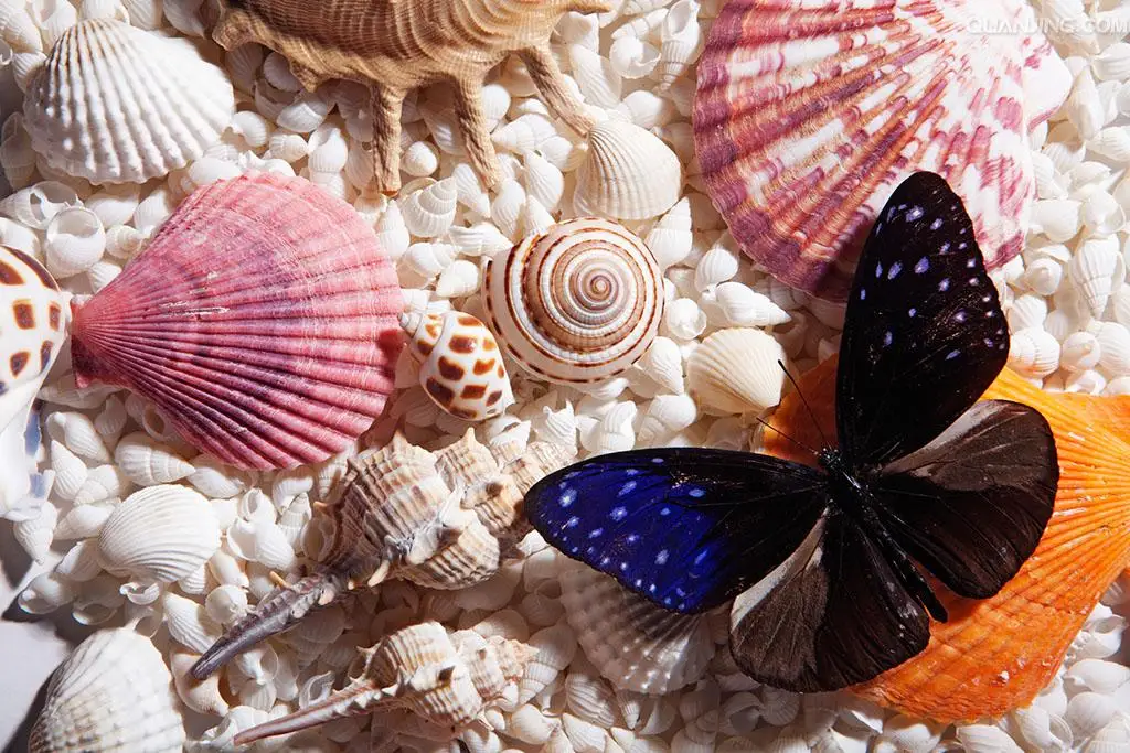 seashell28.jpg