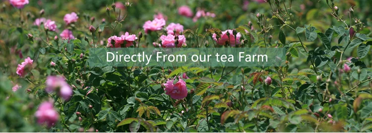Directly from tea garden.jpg