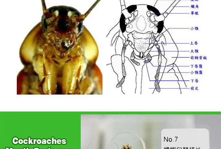 004 Entomology series microscope slides.jpg
