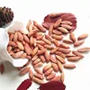 Raw Peanuts in shell