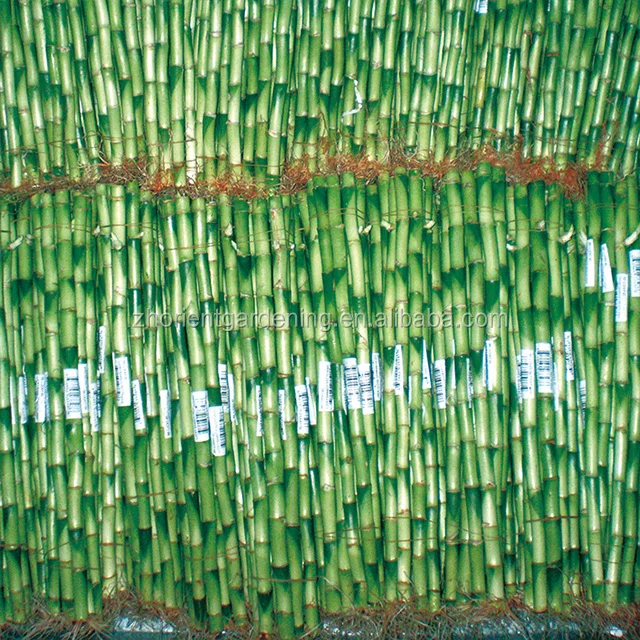 40cm straight bamboo,