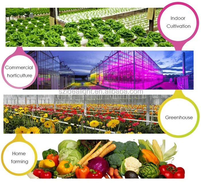 2019 Newest Meanwell Driver 100W 200W 400W 600W 800W CXB3590  COB LED Grow Light for indoor plants