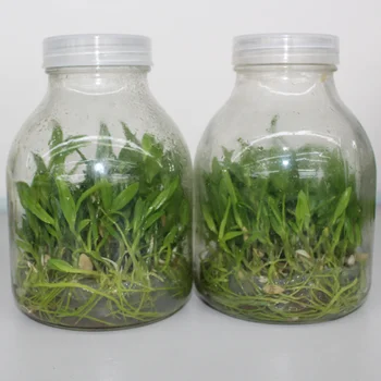 650ml Wide Mouth Clear Tissue Culture Plant Glass Bottle With Pe ...