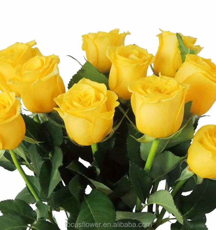 Yellow Rose Flower (7)