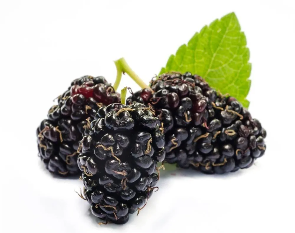 100% natural mulberry fruit powder water soluble anti-oxidant