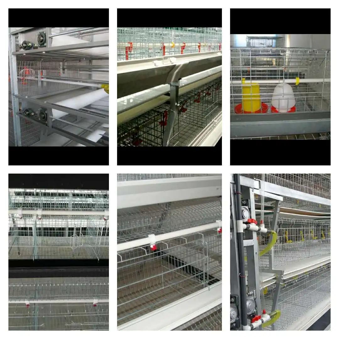 chicken cage.jpg