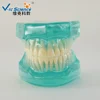 Dental education teeth model,dental study model