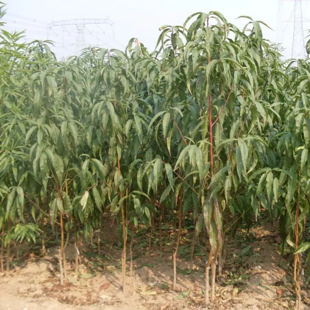 Sandy Soil Type Full Sun Fruit Sapling Amygdalus Persica Peach Seedling