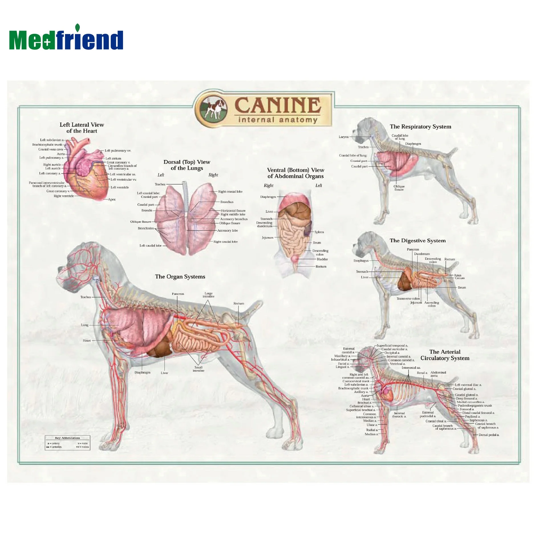 Плакаты с анатомическим строением собаки