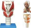Functional and Structure of Throat Larynx Medical Model Anatomical Model