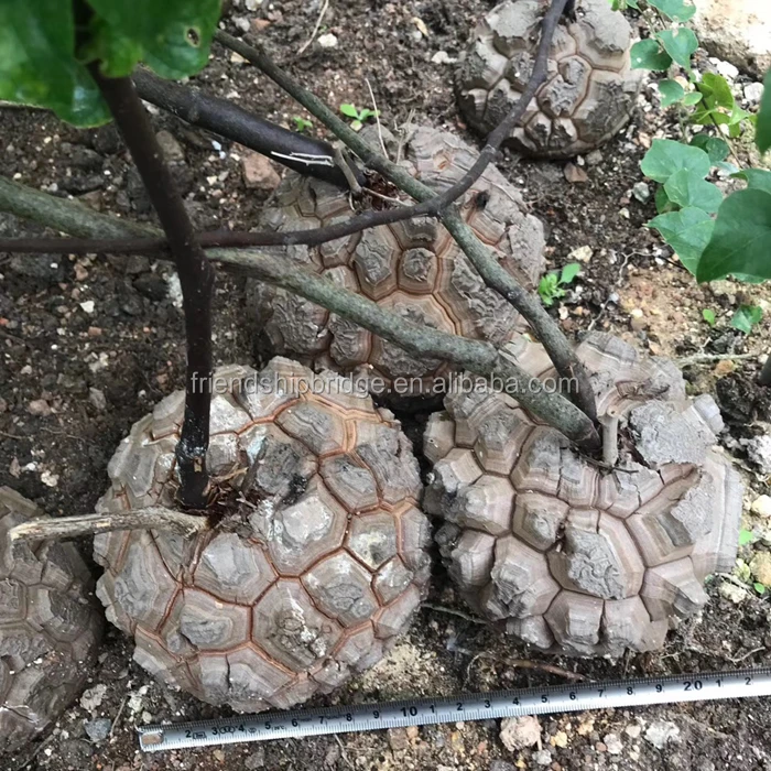 Dioscorea elephantipes (7).jpg