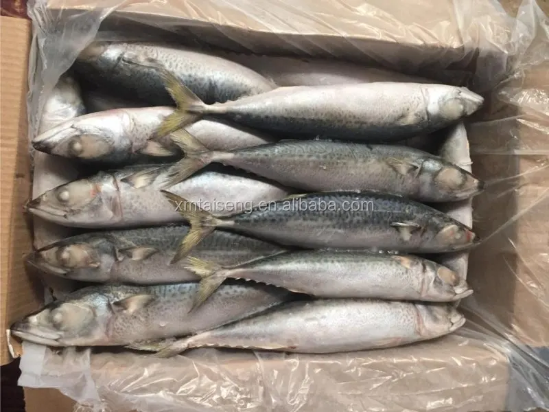 Wholesale Cheap Seafood Frozen Fresh Pacific Mackerel Fish Whole Round
