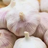 /product-detail/fresh-garlic-wholesale-garlic-price-in-china-ajo-negro-62180364032.html
